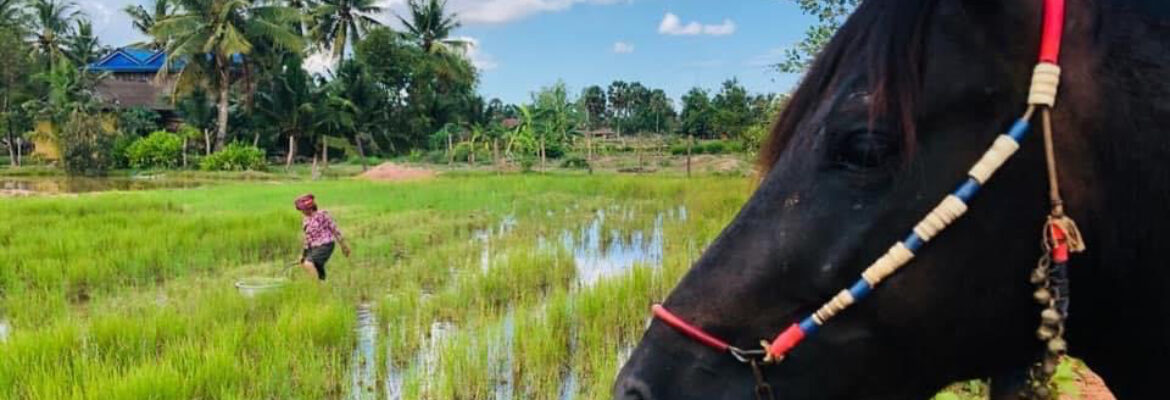 Horse Riding Cambodia