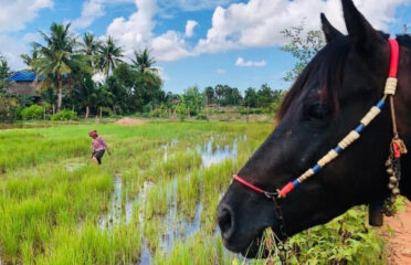 Horse Riding Cambodia